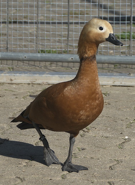 有的能够兼