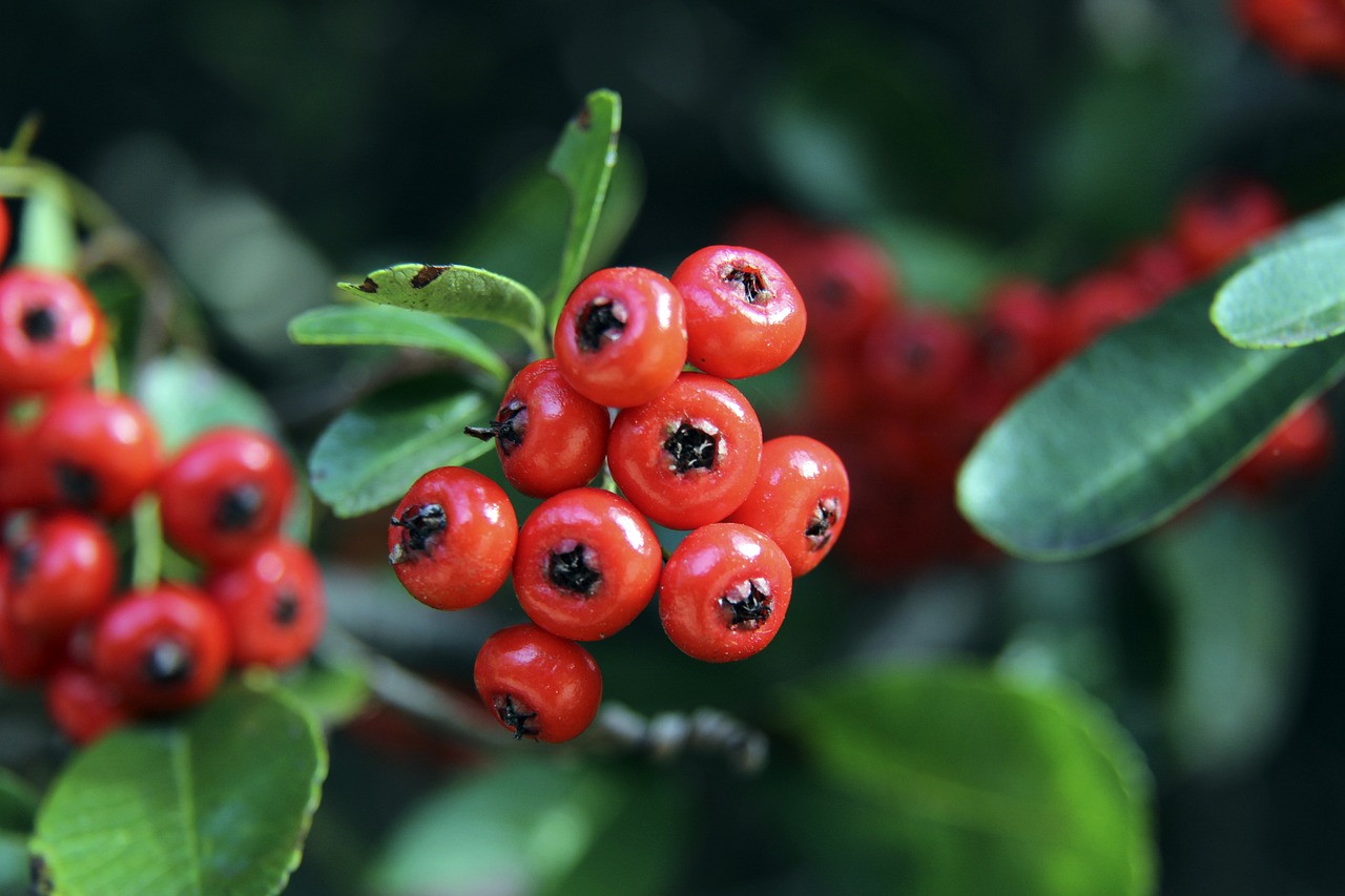 美网》莎芭莲卡直落二击败地主希望 美网女单首夺冠.